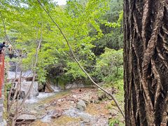 -王顺山国家森林公园