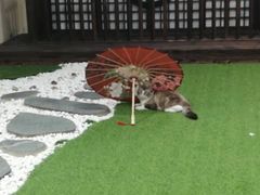 -白兔子密室(长寿路店)