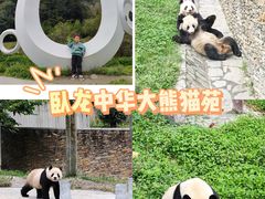 -卧龙中华大熊猫苑神树坪基地