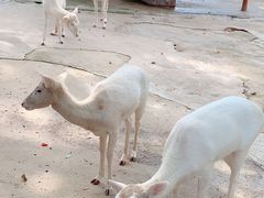 -深圳野生动物园
