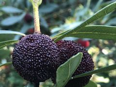 -西山樟坞健康果园枇杷杨梅采摘