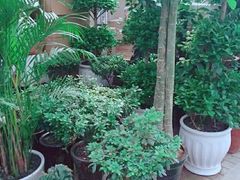 -秦美花卉(天朗·莱茵小城2期店)