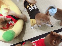 -逗柴咖啡屋·狗咖猫咖宠物桌游