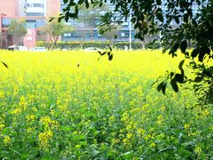 -光明小镇欢乐田园