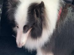 -瑞鹏宠物医院·骨科·猫科·内科(第一中心)