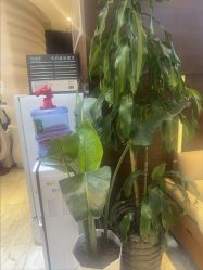 -洁铭新加坡医美