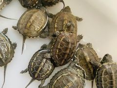 -灵龟之家百象馆(百象馆联合旗舰店)
