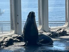 -西雅图水族馆