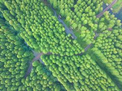 -黄海国家森林公园