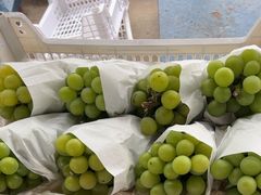 -马陆小张葡萄园农家乐