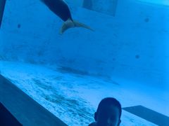 -西海国立公园九十九岛水族馆