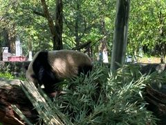 -都江堰中华大熊猫苑