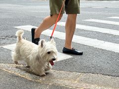 -乌鲁木齐路老洋房