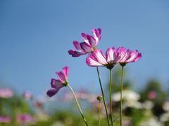 -海花岛旅游度假区