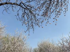 -桃花堤公园