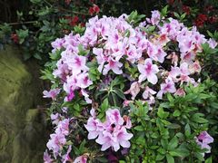 -梧桐山风景名胜区