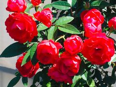 -人民公园(罗湖区)