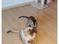 -猫腻·猫咖·撸猫馆(星光大道店)