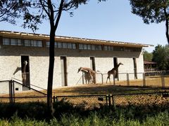 景点长颈鹿-石家庄市动物园