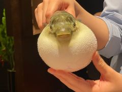 -肆月河豚·淮扬菜·湘菜(华天店)