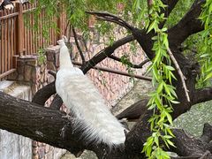 -J Create城市露营咖啡·简餐·宠物(上海动物园店)