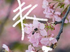 -上海辰山植物园