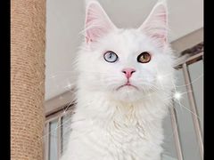 -十年猫舍·猫咪专门店(普陀店)
