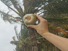 -文昌邓记清补凉(西沙路店)