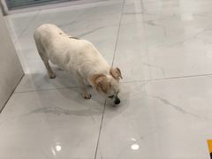 -纳吉亚猫专科动物诊疗中心(蒋宅口分院)