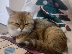 -唐小姐の私宠·宠物洗护美容·撸猫馆·购宠(周浦万达旗舰店)