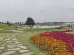 -空港花田景区