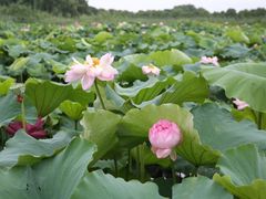 -荷塘月色湿地公园·向阳花洲
