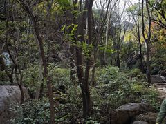 -大岭沟猕猴桃谷风景区