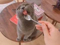 -万小咖.猫咖(中山路天虹店)