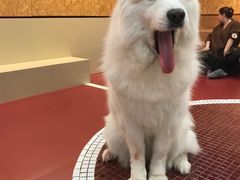 -和它·交个朋友·狗咖猫咖(爱琴海店)