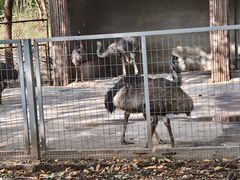 -合肥野生动物园