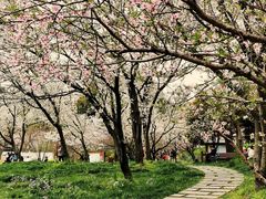 -苏州上方山国家森林公园