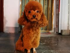 -喵百万·布偶·蓝金金渐层英短·猫舍(百子湾店)