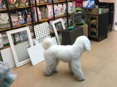-傲雄·叮叮宠物(新华路店)