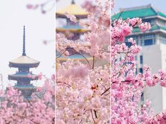 -武汉大学-樱园