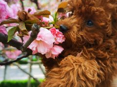 -宠福鑫康馨动物医院·骨科·眼科