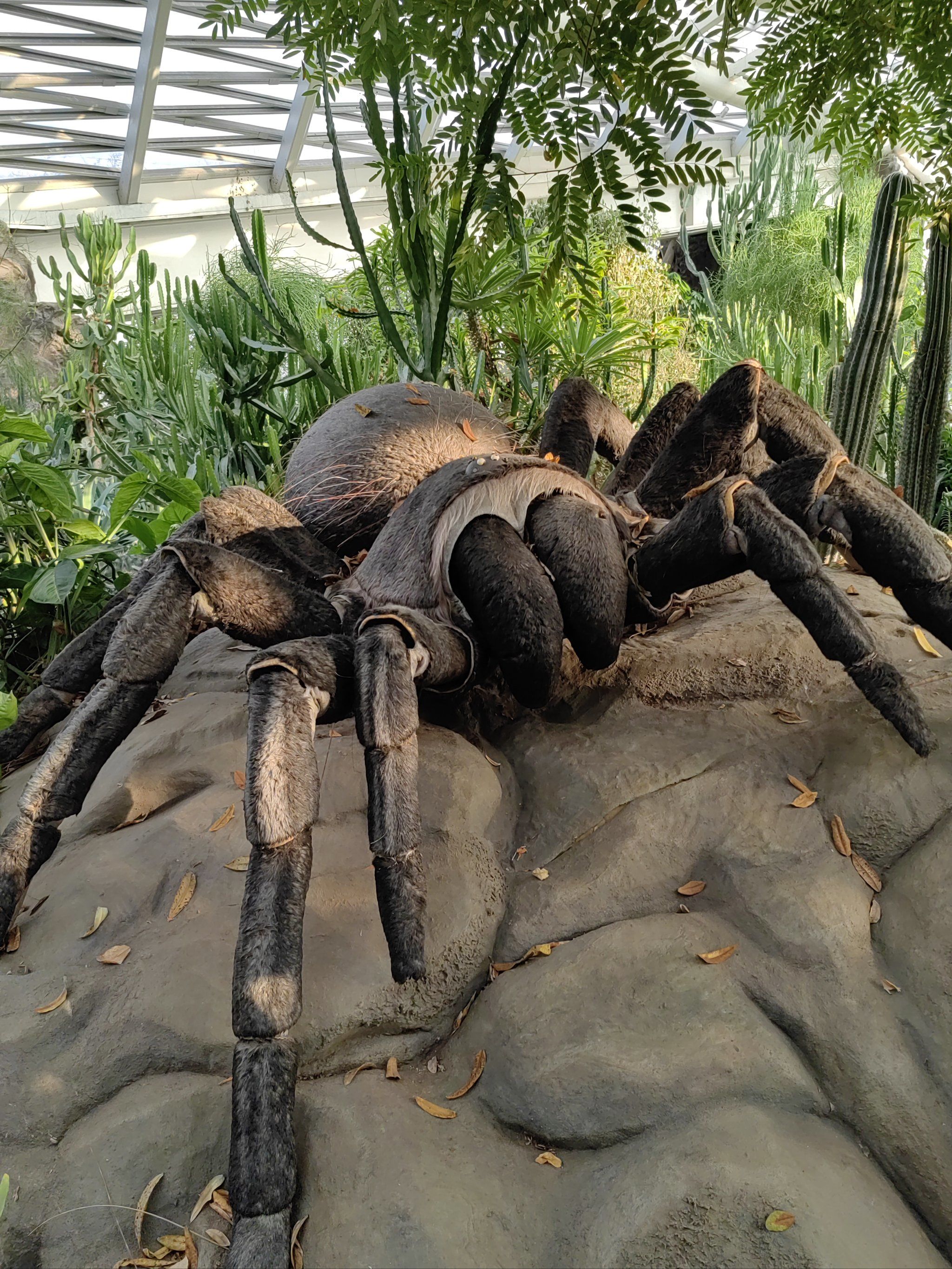 被这个大蜘蛛吓到了