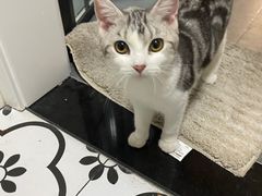 -Bastet sally猫舍购宠(静安店)