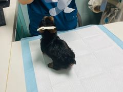 -中农大我爱我爱24h动物医院·中医针灸·猫专科·骨科医疗中心(双井店)