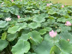 -厦门园林博览苑