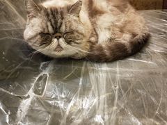 -猫色咖啡·猫咖