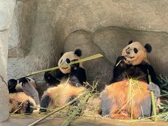 -中国大熊猫保护研究中心雅安碧峰峡基地