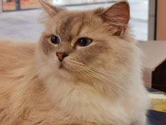 -瞄一喵猫咖(格力海岸店)
