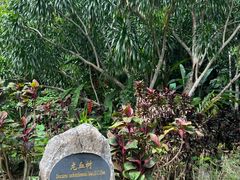 -中国科学院西双版纳热带植物园