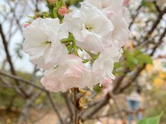 -天适樱花悠乐园